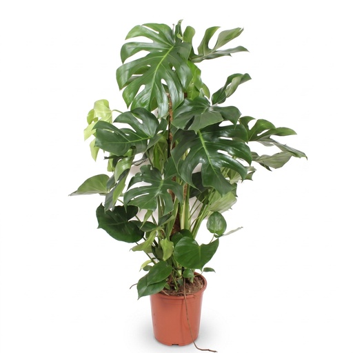 "Monstera Deliciosa XXL - 140cm - ⌀24 image"
