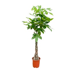 Glückskastanie (Pachira aquatica) – pflegeleichte Zimmerpflanze, Höhe ca. 100 cm