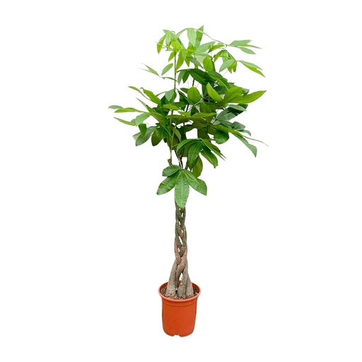 "Glückskastanie (Pachira aquatica) – pflegeleichte Zimmerpflanze, Höhe ca. 100 cm image"