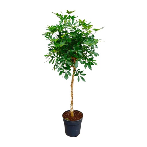 "Schefflera auf Stamm - 180 cm - ø30 image"
