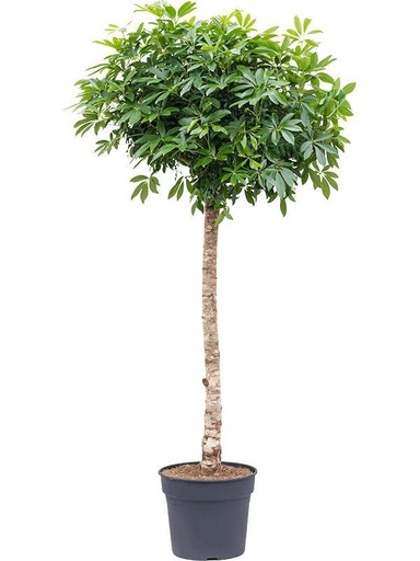 "Schefflera auf Stamm - 200cm - ø40 image"