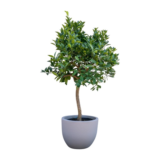 "Orangenbaum - 200 cm - ø35 image"