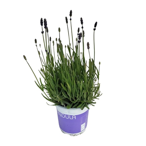 "Lavendel Lavandula Hidcote Blue Blau - Ø12cm - ↕20cm image"