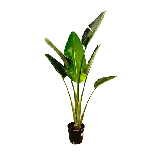 "Strelitzia Augusta - 180cm - ⌀24-27cm image"