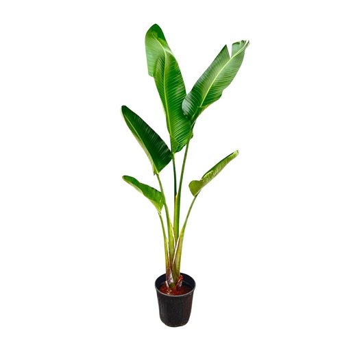 "Strelitzia Augusta - 220cm - ⌀30 image"