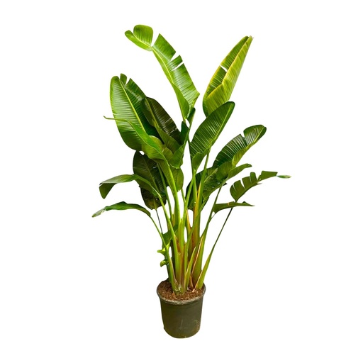 "Weiße Paradiesvogelblume (Strelitzia augusta) – pflegeleichte Zimmerpflanze, Höhe ca. 250 cm image"