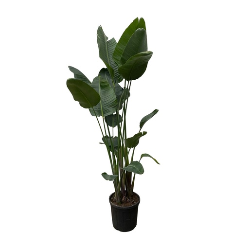"Strelitzia Nicolai XXL - 250 cm - ø34-50 image"