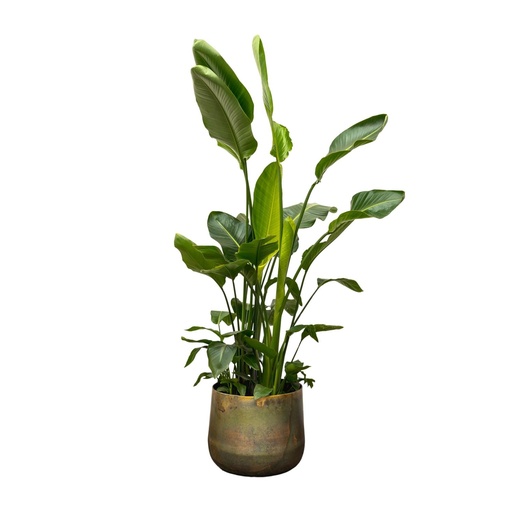 "Strelitzia Nicolai de luxe XXL - 250 cm - ø40 image"