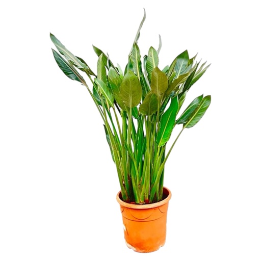 "Paradiesvogelblume (Strelitzia reginae) – pflegeleichte Zimmerpflanze, Höhe ca. 150 cm image"