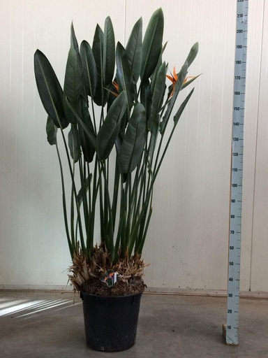 "Paradiesvogelblume (Strelitzia reginae) – pflegeleichte Zimmerpflanze, Höhe ca. 180 cm image"