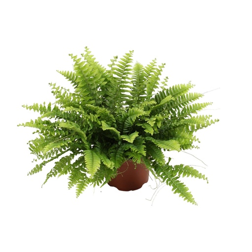 "Schwertfarn (Nephrolepis exaltata) – pflegeleichte Zimmerpflanze, Topf-Ø 12 cm, Höhe ca. 20 cm image"