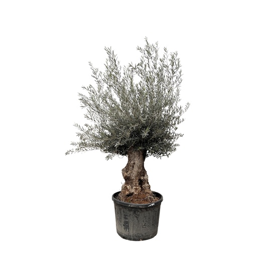 "Olivenbaum (Olea europaea) – pflegeleichte Zimmerpflanze, Höhe ca. 270 cm image"