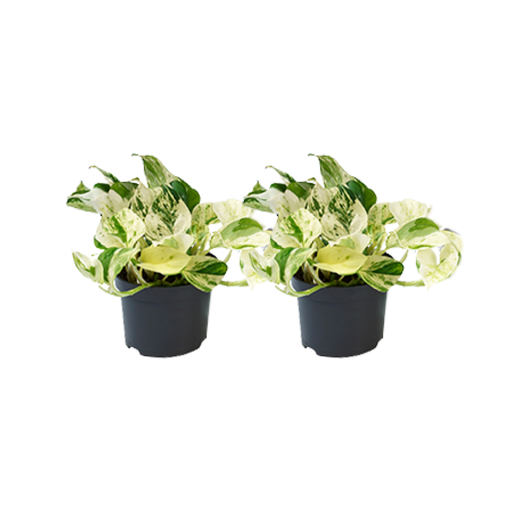 "Efeutute 'Happy Leaf' (Epipremnum aureum) – pflegeleichte Zimmerpflanze, Topf-Ø 12 cm, Höhe ca. 12 cm image"