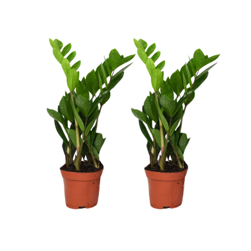 "Zamioculcas Zamiifolia - 2 Stück - ø12cm - ↕40cm image"