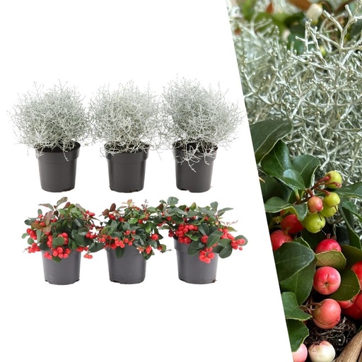 "Winterwunderland Mix Set - 3 x Gaultheria + 3x Calocephalus - Ø 10 cm ↨ 15 cm image"