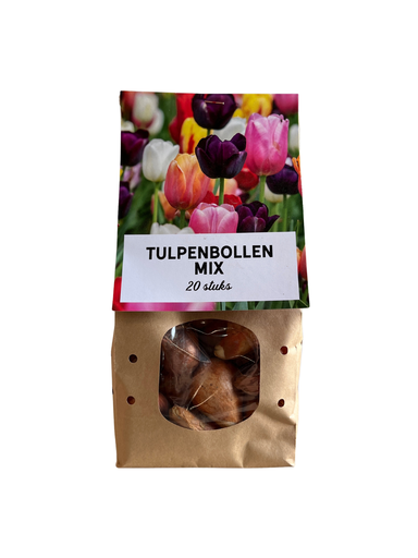 "Tulpe (Tulipa) – Blumenzwiebeln image"