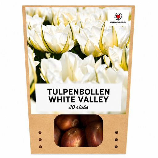 "Tulpe 'White Valley' (Tulipa) – Blumenzwiebeln, 20 Zwiebeln image"