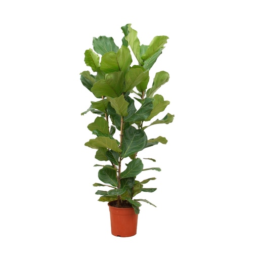 "Ficus Lyrata Busch - 140 cm - Ø27 image"
