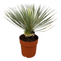 Blaublättrige Yucca (Yucca rostrata) – pflegeleichte Zimmerpflanze, Höhe ca. 70 