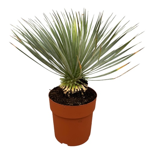 "Yucca Rostrata on stem - 70 cm - Ø30 image"