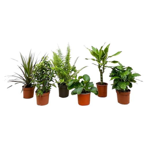 "Überraschungsbox - 6 Pflanzen - 20-40 cm - Ø12 image"