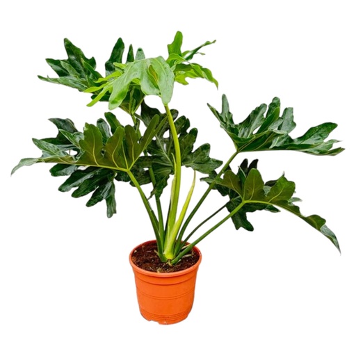 "Philodendron Selloum - 60 cm - Ø22 image"
