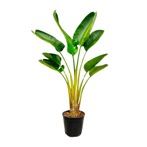 "Strelitzia Augusta - 160 cm - Ø21-24cm image"