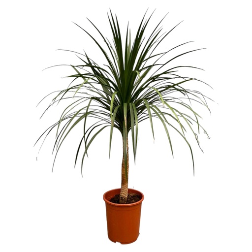 "Dracaena Draco - 120 cm - ø30 image"