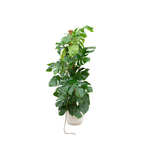 "Kombi-Angebot - Monstera Pertusum XL inklusive elho Vibes Fold Rund Weiß Ø30 - 150 cm image"