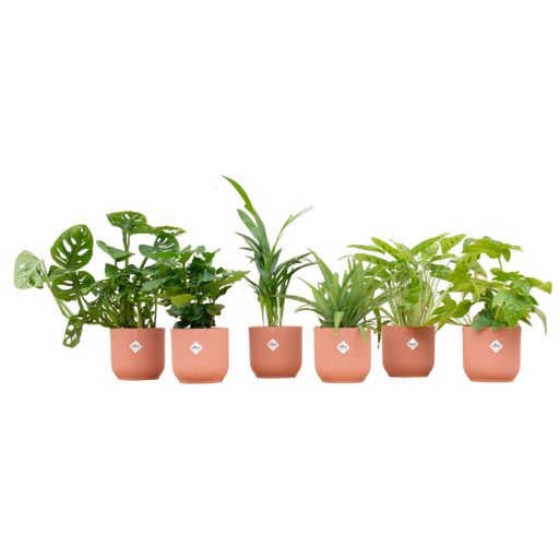 "Überraschungsbox - 6 Pflanzen inklusive elho Vibes Faltenrund Ø14 Rosa image"