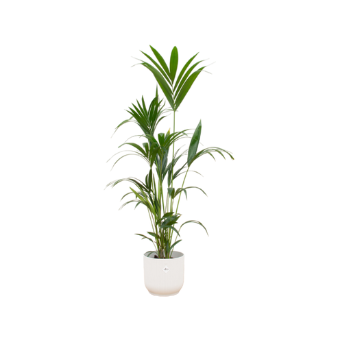 "Combi deal - Kentia palm including elho Vibes Fold Round white Ø30 - 160 cm image"