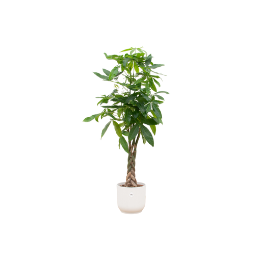 "Kombiangebot - Pachira Aquatica inklusive elho Vibes Fold Round Weiß Ø30 - 150 cm image"