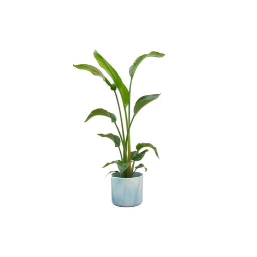 "Combi deal - Strelitzia Nicolai including elho Ocean Round atlantic blue Ø22 - 100 cm image"