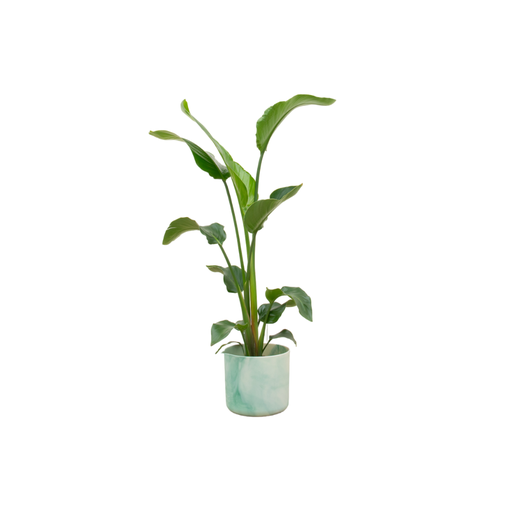 "Kombiangebot 'Nicolai' (Kombiangebot) – pflegeleichte Zimmerpflanze, Höhe ca. 100 cm image"