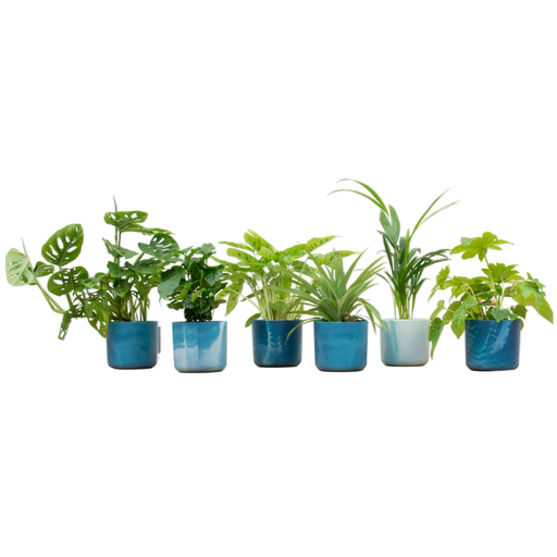 "Überraschungsbox - 6 Pflanzen inklusive elho Ocean Round atlantic blue Ø14 image"