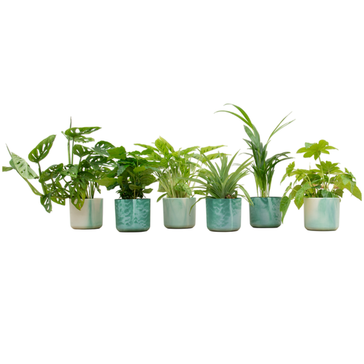 "Überraschungsbox - 6 Pflanzen inklusive elho Ocean Round pacific green Ø14 image"