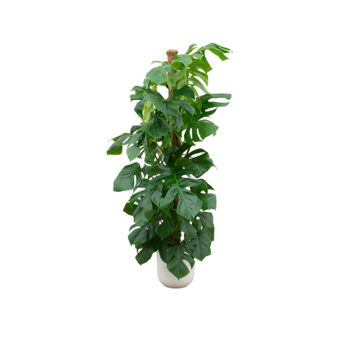 "Kombi-Angebot - Monstera Pertusum XL inklusive elho Jazz Rund Weiß Ø26 - 150 cm image"