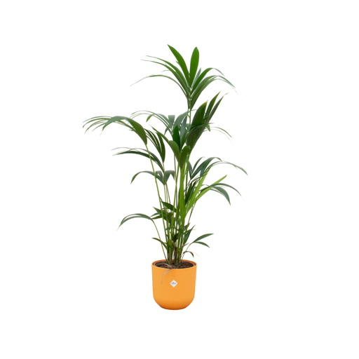 "Combi deal - Kentia palm including elho Jazz Round yellow Ø26 - 160 cm image"