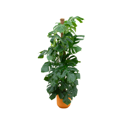 "Kombi-Angebot - Monstera Pertusum XL inklusive elho Jazz Rund Gelb Ø26 - 150 cm image"