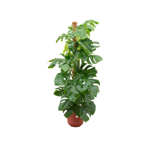 "Kombi-Angebot - Monstera Pertusum XL inklusive elho Jazz Rund Rot Ø26 - 150 cm image"