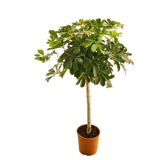 "Schefflera Stamm - 130 cm - ø23 image"