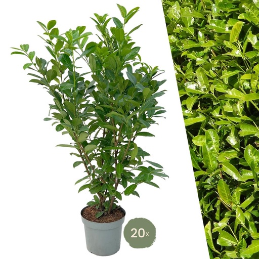 "Große Kirschlorbeer Pflanzen Rotundifolia für 10 laufende Meter Hecken | - 15L - 20x | ↨ 125-150 cm image"