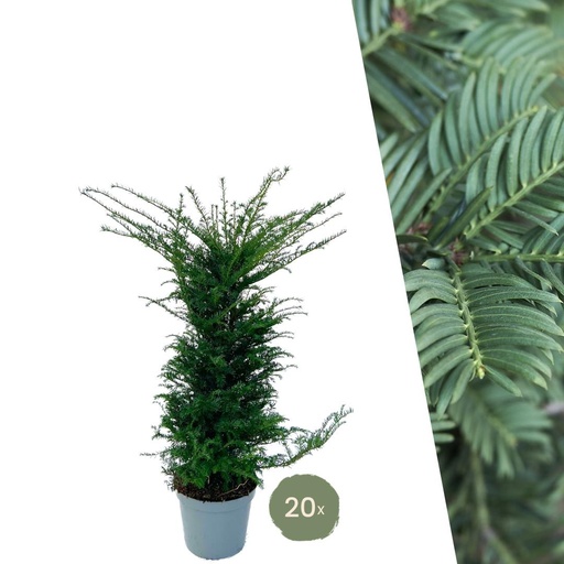 "Große Eibe Pflanzen für 10 laufende Meter Hecken | - 12L - 20 x | ↨ 100-125 cm image"
