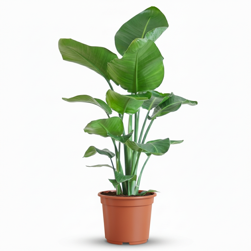 "Zimmerpflanze 'Nicolai' (Plante d'intérieur) – pflegeleichte Zimmerpflanze, Höhe ca. 19 cm image"