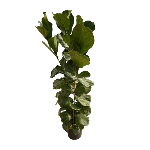"Ficus Lyrata Busch - 170 cm - Ø27 image"