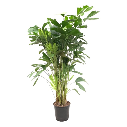 "Caryota Mitis - 150 cm - ø27 image"