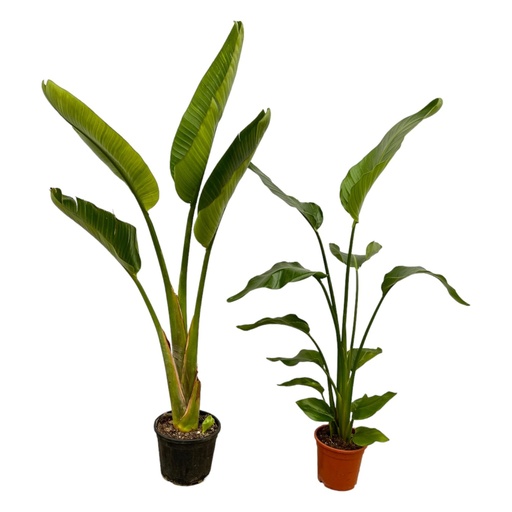 "Strelitzia Nicolai + Strelitzia Augusta - 100 cm - Ø17-21 image"