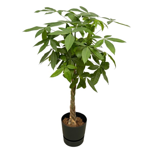 "Pachira Aquatica inklusive elho Greenville Rund schwarz - 140cm - Ø30 image"