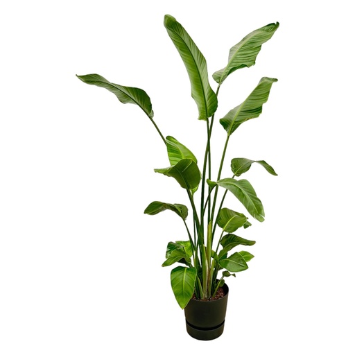 "Riesen-Paradiesvogel 'Nicolai' (Strelitzia nicolai) – pflegeleichte Zimmerpflanze, Höhe ca. 180 cm image"