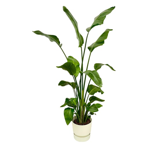 "Strelitzia Nicolai including elho Greenville Round white - 170 cm - Ø30 image"